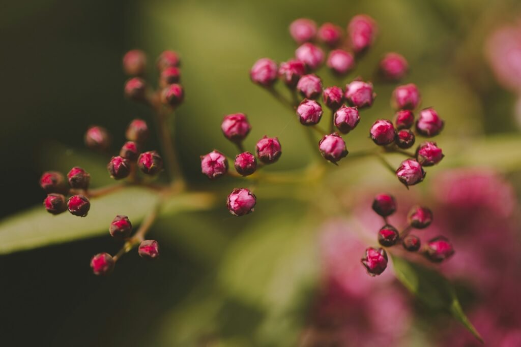 Pink flowers with a heading of best beauty products 2025